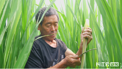 襄阳南漳：“水中参”变成“致富宝” 八泉村千亩茭白喜获丰收