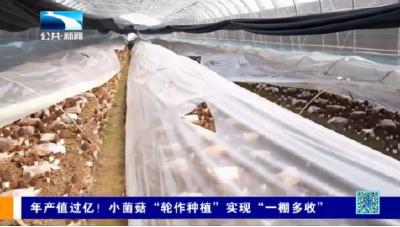襄阳宜城：年产值过亿！小菌菇“轮作种植”实现“一棚多收”