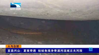 人与自然｜夏夜奇遇 娃娃鱼现身香溪河流域古夫河段