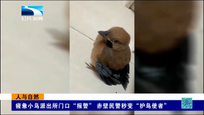 人与自然｜疲惫小鸟派出所门口“报警” 赤壁民警秒变“护鸟使者”