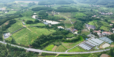 果香沁随州，万 “桃” 千红绘就乡村振兴新图景