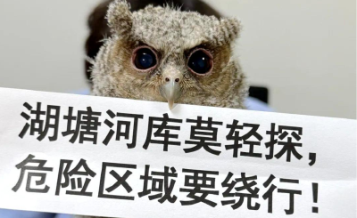 宜昌宜都：从“流浪毛孩”到“宣传担当” 猫头鹰幼崽的派出所奇遇记