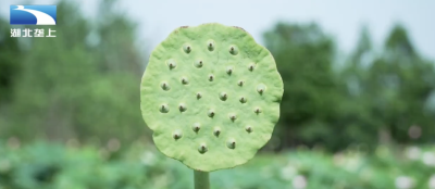 荆州公安：莲蓬玉米结硕果 特色产业喜丰收