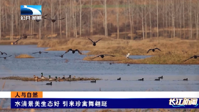 随州：水清景美生态好 引来珍禽舞翩跹