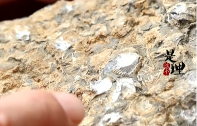 全球仅81颗→宜昌这里有1颗！亿年“金钉子”化石被打造成桃源石屋