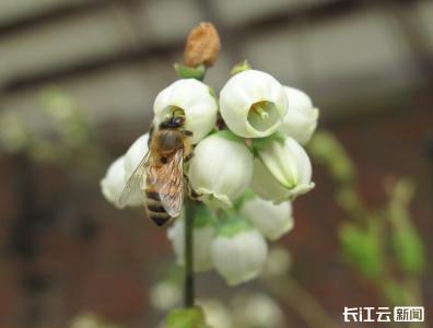 为什么要保护传粉动物多样性？新研究增添重要证据
