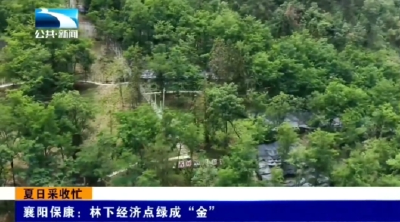襄阳保康：林下经济点绿成“金”