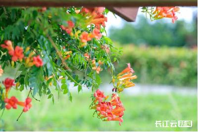 襄阳南漳：盛放在夏日的凌霄花