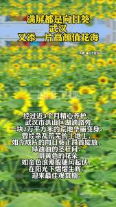 满屏都是向日葵！武汉又添一片高颜值花海