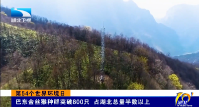 第54个世界环境日 | 巴东金丝猴种群突破800只 占湖北总量半数以上