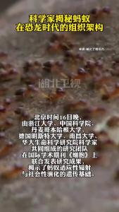 科学家揭秘蚂蚁在恐龙时代的组织架构