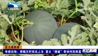 孝感安陆：黄瓤无籽西瓜上市   夏日“甜蜜”带动村民致富