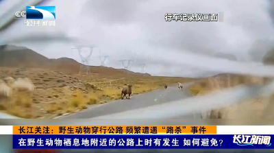 长江关注：野生动物穿行公路 频繁遭遇“路杀”事件