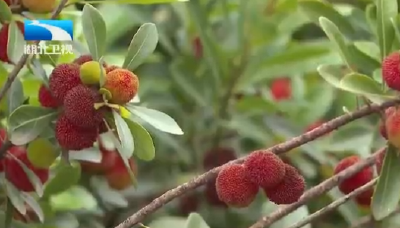 缤纷水果季 夏日果飘香
