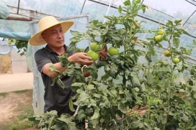 天门佛子山镇：种植特色果蔬 解锁乡村振兴新路径