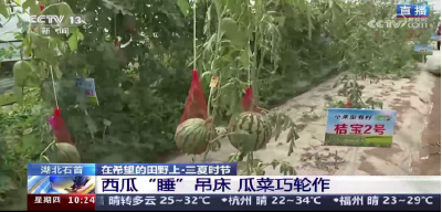 央视直播报道：石首西瓜“睡吊床” 轮作铺就“甜蜜”致富路