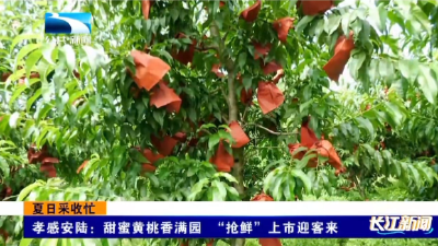 孝感安陆：甜蜜黄桃香满园  “抢鲜”上市迎客来