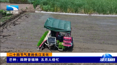 二十四节气里的长江文化｜芒种：四野皆插秧 五月人倍忙