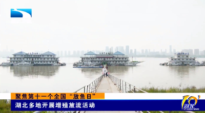 聚焦第十一个全国“放鱼日” | 湖北多地开展增殖放流活动