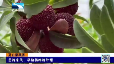 恩施来凤：早熟杨梅格外甜