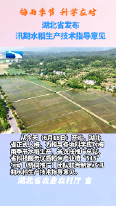 湖北发布汛期水稻生产技术指导意见