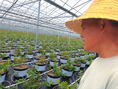 咸安这个蓝莓基地何以挣得“盆满钵满”?