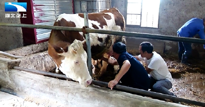 襄阳南漳：扎根一线37载 乡村兽医唱响振兴“牧”歌