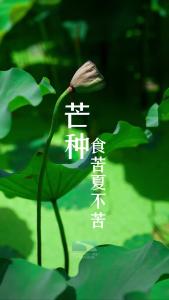 芒种养生必吃“ 酸苦CP ”，开胃降火扫光湿气