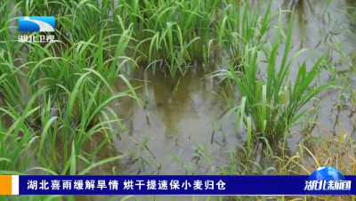 湖北喜雨缓解旱情 烘干提速保小麦归仓