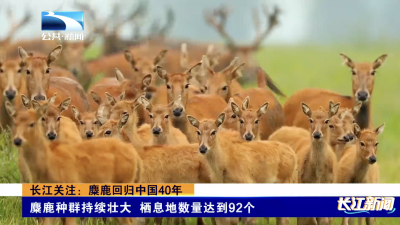 长江关注：麋鹿回归中国40年