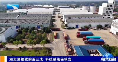 湖北夏粮收购近三成 科技赋能保粮安
