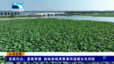 人与自然｜粉白摇曳映碧波 崇湖湿地迎来最佳赏荷季