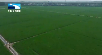 孝感云梦：智慧夏管助力粮食增收