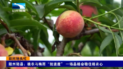 随州随县：桃农与梅雨“抢速度” 一场品桃会稳住桃农心