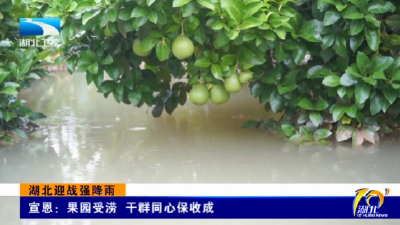 湖北迎战强降雨 | 宣恩：果园受涝 干群同心保收成