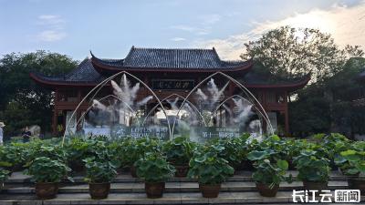 “荷”你相约！武汉沙湖公园400种绝美荷花盛放