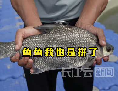 为武昌鱼打造“健身房”：让鱼儿减脂增肌 身价翻三番