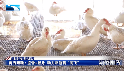 基层监督进行时∣黄石阳新：监督+服务  助力阳新屯鸟“高飞”