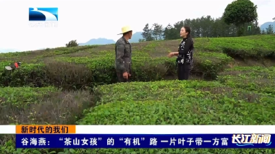 谷海燕：“茶山女孩”的“有机”路 一片叶子带一方富