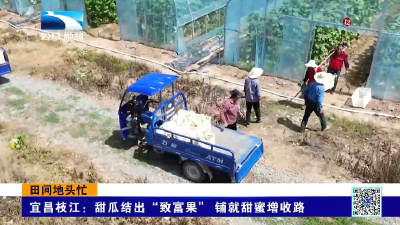 宜昌枝江：甜瓜结出“致富果” 铺就甜蜜增收路