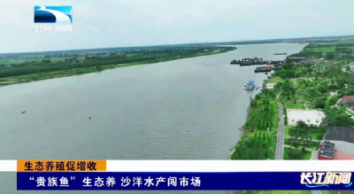 荆门沙洋：“贵族鱼”生态养 沙洋水产闯市场