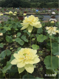 惊艳了时光！随州小伙种花8年终于“花开并蒂”