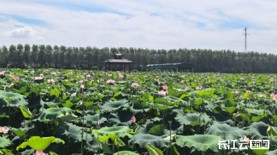高温炙烤，武汉风味的时令莲米上市正当时