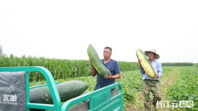 襄阳宜城：创新“麦茬套种”模式 冬瓜亩产3万斤抢鲜上市  