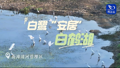 襄阳南漳：白鹭“安居”白鹤湖