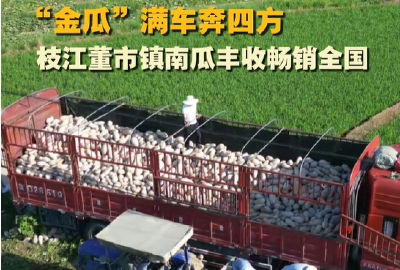 ​“金瓜”满车奔四方，枝江董市镇南瓜丰收畅销全国！