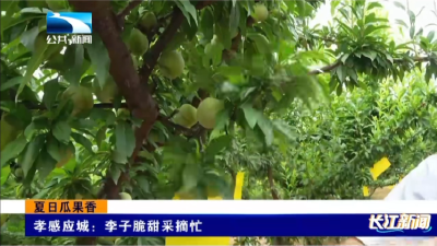 孝感应城：李子脆甜采摘忙