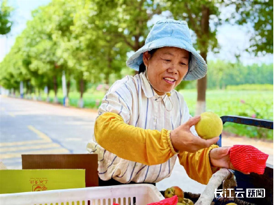 荆州江陵：一颗黄桃“种”出亿元产业