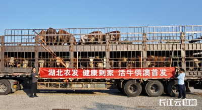 湖北首次！“鄂牛”抵澳