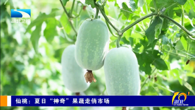 仙桃：夏日“神奇”果蔬走俏市场